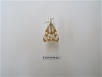 藏品(粉蝶燈蛾)的圖片